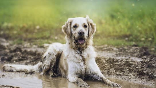 iStock 671942042